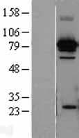 HSPA8 / HSC70 Protein (Over-Expression Lysate Myc-DDK (Flag))