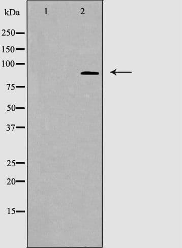 STAT5A Antibody