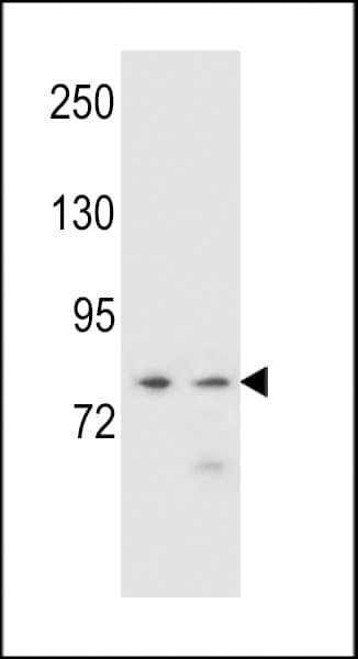 PCDHA9 Antibody (aa226-253)