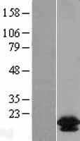 Human BCL2L2 / Bcl-w Protein (Over-Expression Lysate Myc-DDK (Flag))