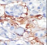 Polyclonal Rabbit anti-Human PRLTS / PDGFRL Antibody (aa328-357, IHC, WB)