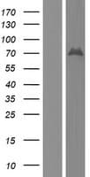 BSDC1 Protein (Over-Expression Lysate Myc-DDK (Flag))