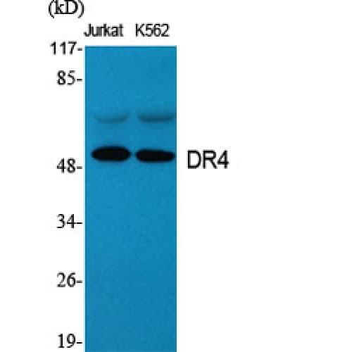 TNFRSF10A / DR4 Antibody (370-450 aa, C-terminal)