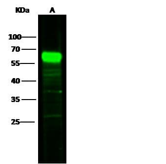 CD5 Antibody (Preservative Free)