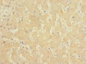 FTCD / 58K Golgi Protein Antibody