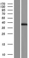 FAM172A Protein (Over-Expression Lysate Myc-DDK (Flag))