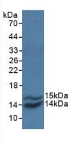 Polyclonal Rabbit anti-Monkey CCL2 / MCP1 Antibody (aa24-99, WB)