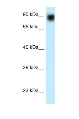 NVL Antibody (aa84-133)