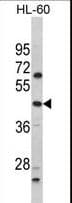 PTAR1 Antibody (aa60-89)