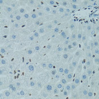 AHR Antibody