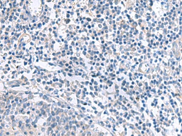 MLC3F / MYL1 Antibody