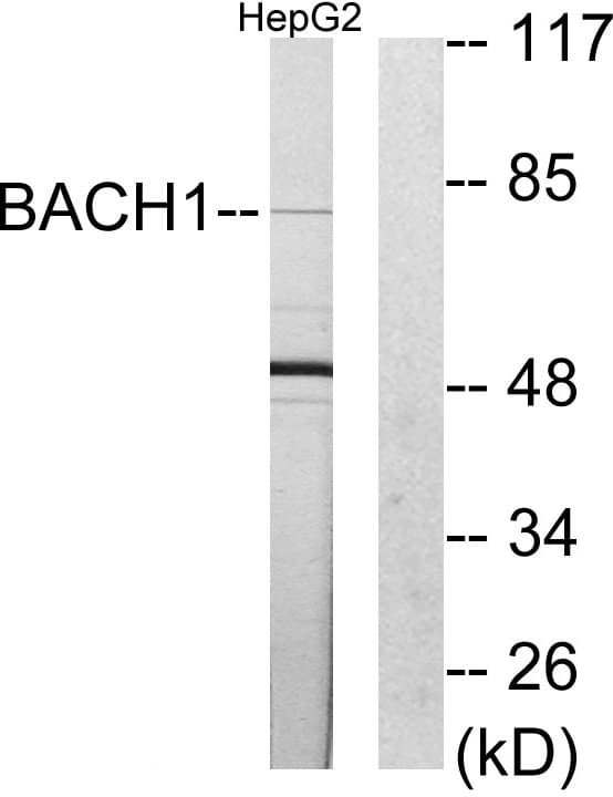 BACH1 Antibody (aa131-180)