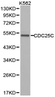 CDC25C Antibody