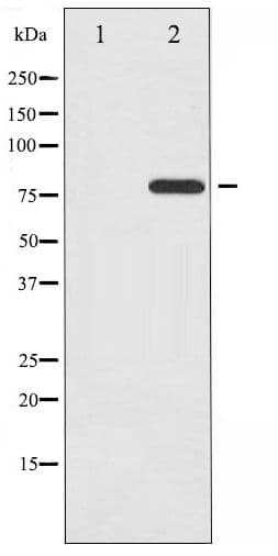 MAPT / Tau Antibody (phospho-Thr205)