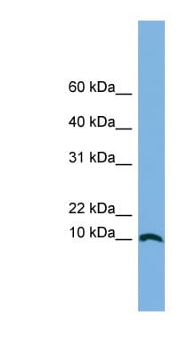 STRA13 Antibody (N-Terminus)
