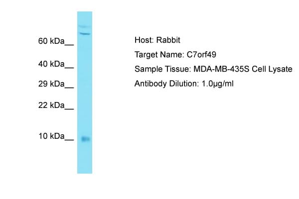 (CYREN) C7orf49 Antibody (aa8-57)