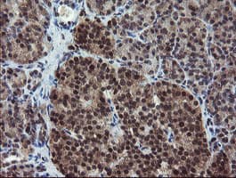 RYBP Antibody (clone OTI1B2, Carrier-free)