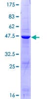 Human DUSP21 Protein (Recombinant GST)