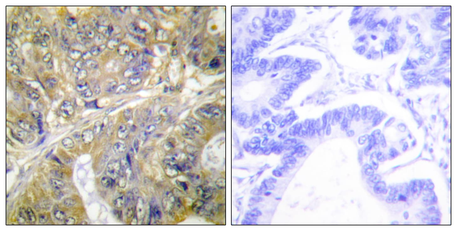 EPS8L3 Antibody (aa401-450)