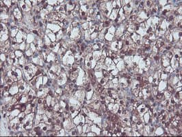 RNH1 Antibody (clone OTI2B1, Carrier-free)