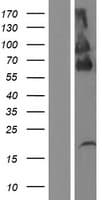 PLXDC2 Protein (Over-Expression Lysate Myc-DDK (Flag))