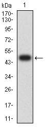 CHD4 Antibody (clone 3D3E9)