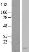 NDUFA3 / B9 Protein (Over-Expression Lysate Myc-DDK (Flag))