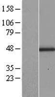 Lumican Protein (Over-Expression Lysate Myc-DDK (Flag))