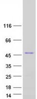 Human IMPACT Protein (Recombinant Myc-DDK (Flag))