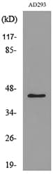 GORAB / SCYL1BP1 Antibody