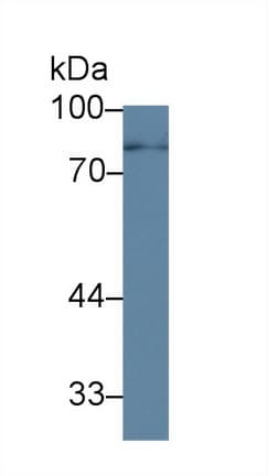 ARHGEF7 Antibody (aa1-188, PE)