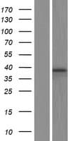 BUB3 Protein (Over-Expression Lysate Myc-DDK (Flag))
