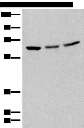 BRD9 Antibody