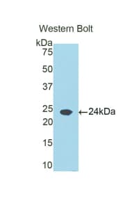 RBP5 Antibody (aa19-201)