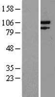 EXO1 Protein (Over-Expression Lysate Myc-DDK (Flag))