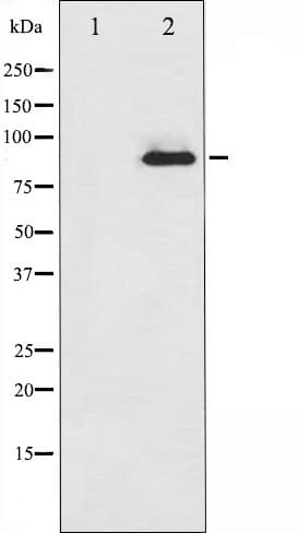 PRKCZ / PKC-Zeta Antibody