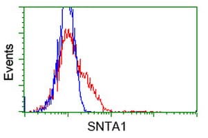 SNTA1 / Syntrophin Alpha 1 Antibody (clone OTI1C7)