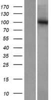 GTF3C3 Protein (Over-Expression Lysate Myc-DDK (Flag))