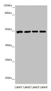 CYP3A43 Antibody