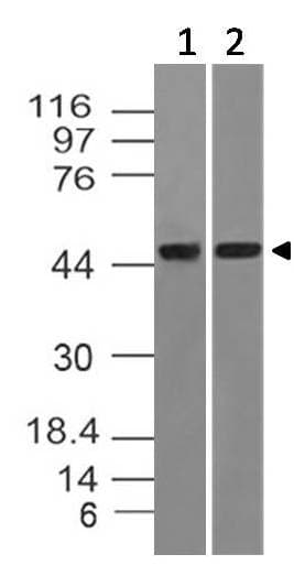 TRDMT1 / DNMT2 Antibody