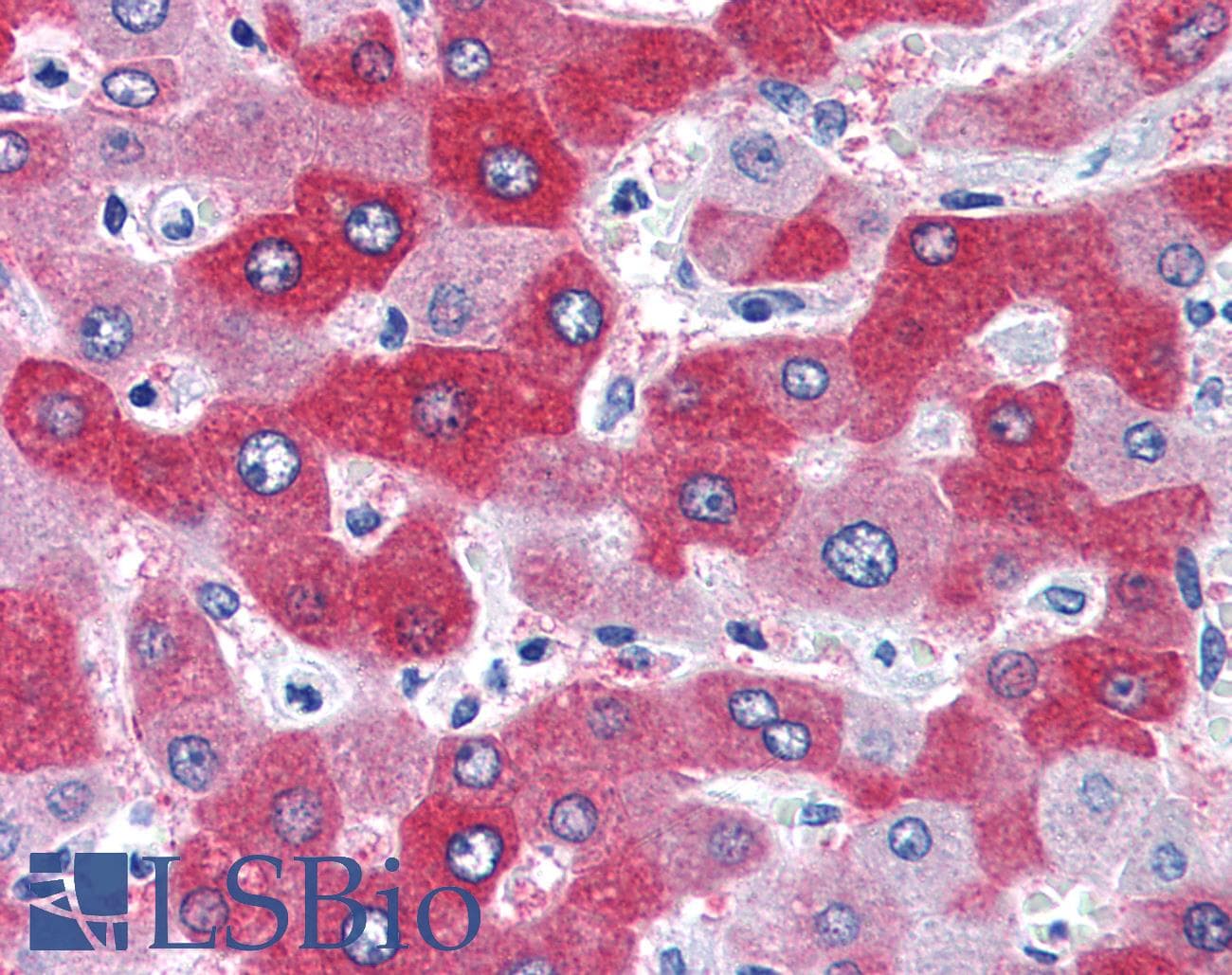 IHC-plus™ FTCD / 58K Golgi Protein Antibody (aa203-216)
