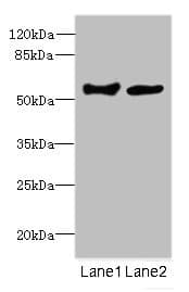Cochlin / COCH Antibody