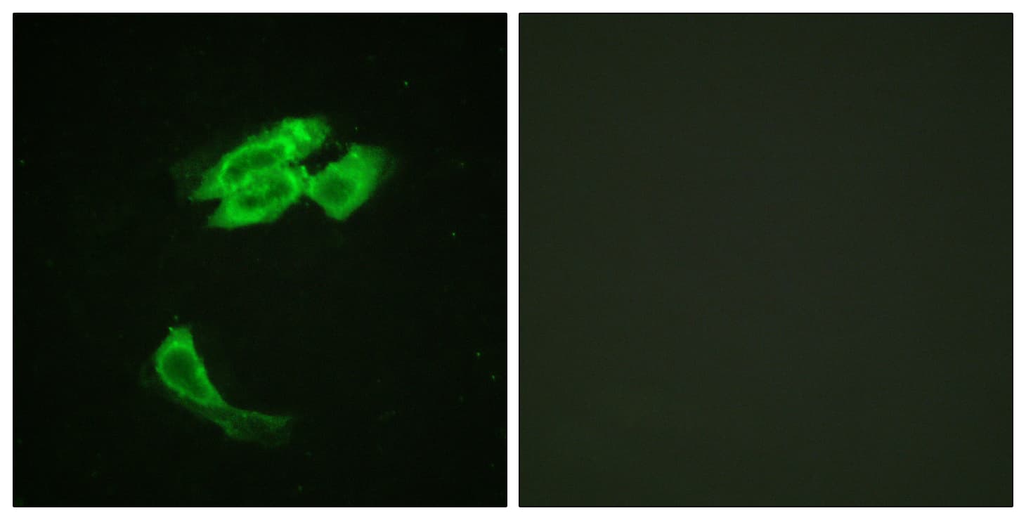 IHC-plus™ PEA15 / PEA-15 Antibody (aa81-130)