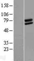 FOXRED2 Protein (Over-Expression Lysate Myc-DDK (Flag))