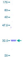 Human NDUFB1 / MNLL Protein (Recombinant GST)