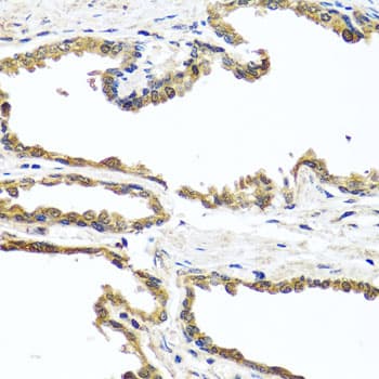 OGFR Antibody