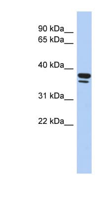 EGR3 Antibody (aa143-192)