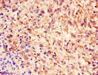 NES / Nestin Antibody (clone 2G2F7)