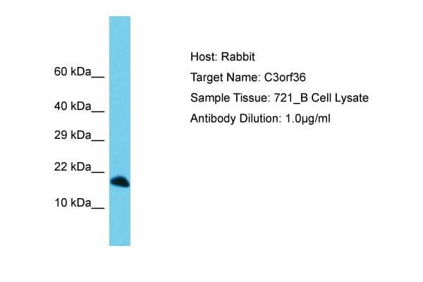 C3orf36 Antibody (C-Terminus)