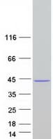 Human CAB39 / MO25 Protein (Recombinant Myc-DDK (Flag))